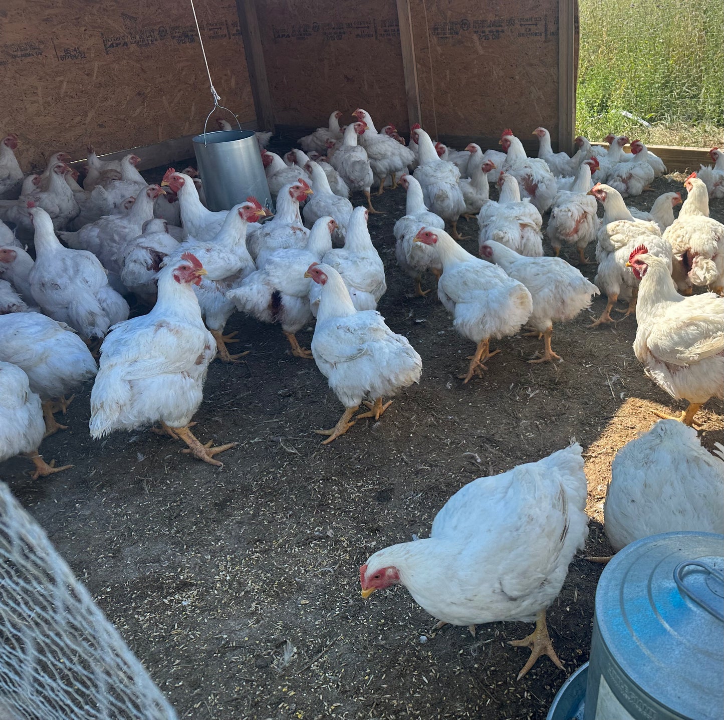 Pasture Chicken