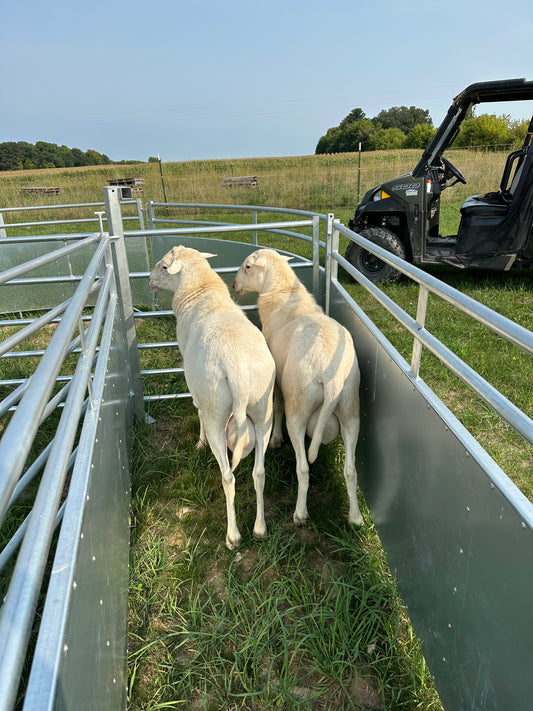 Purebred St Croix ram lambs