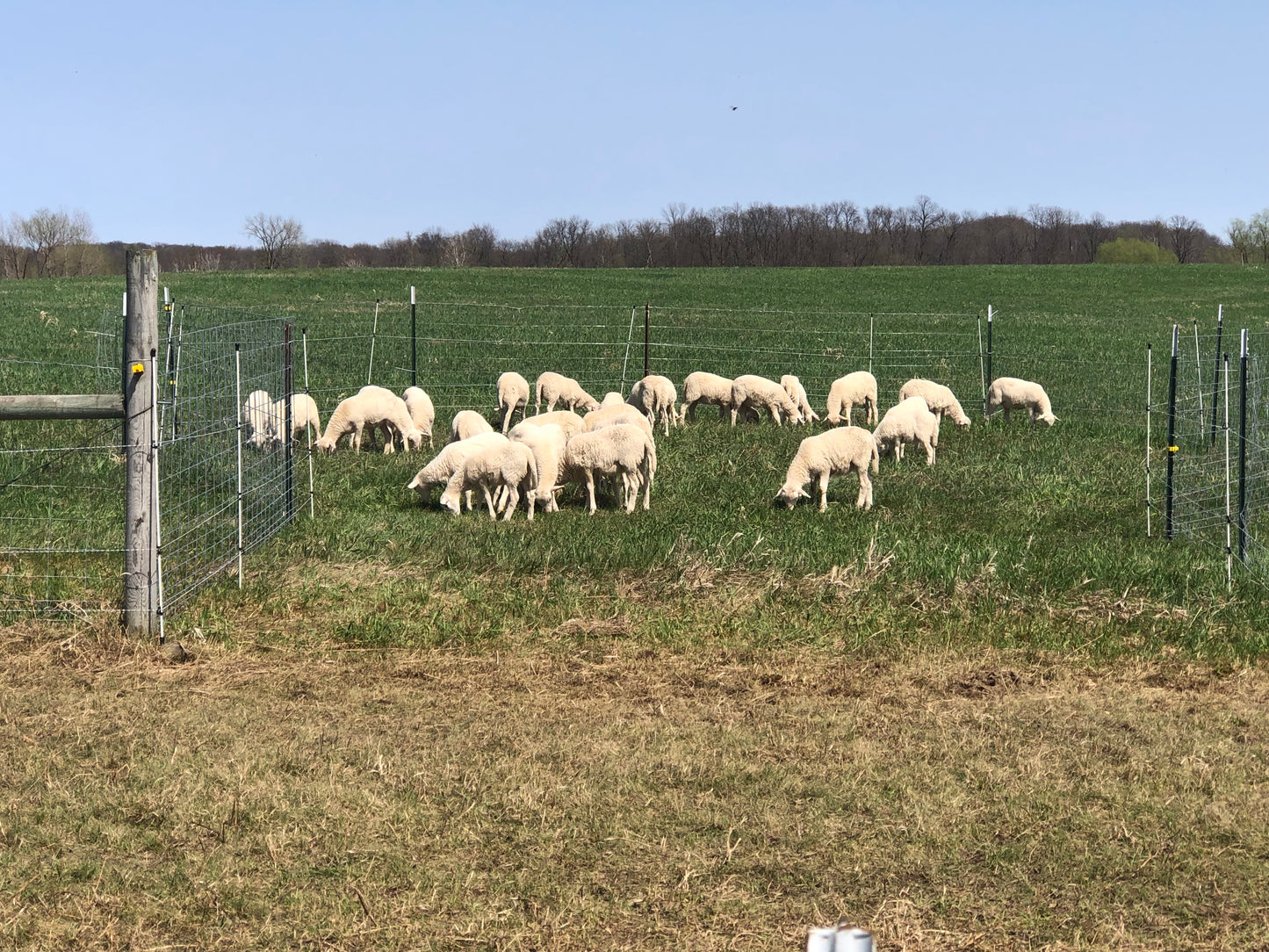 Registered St Croix Starter Flock