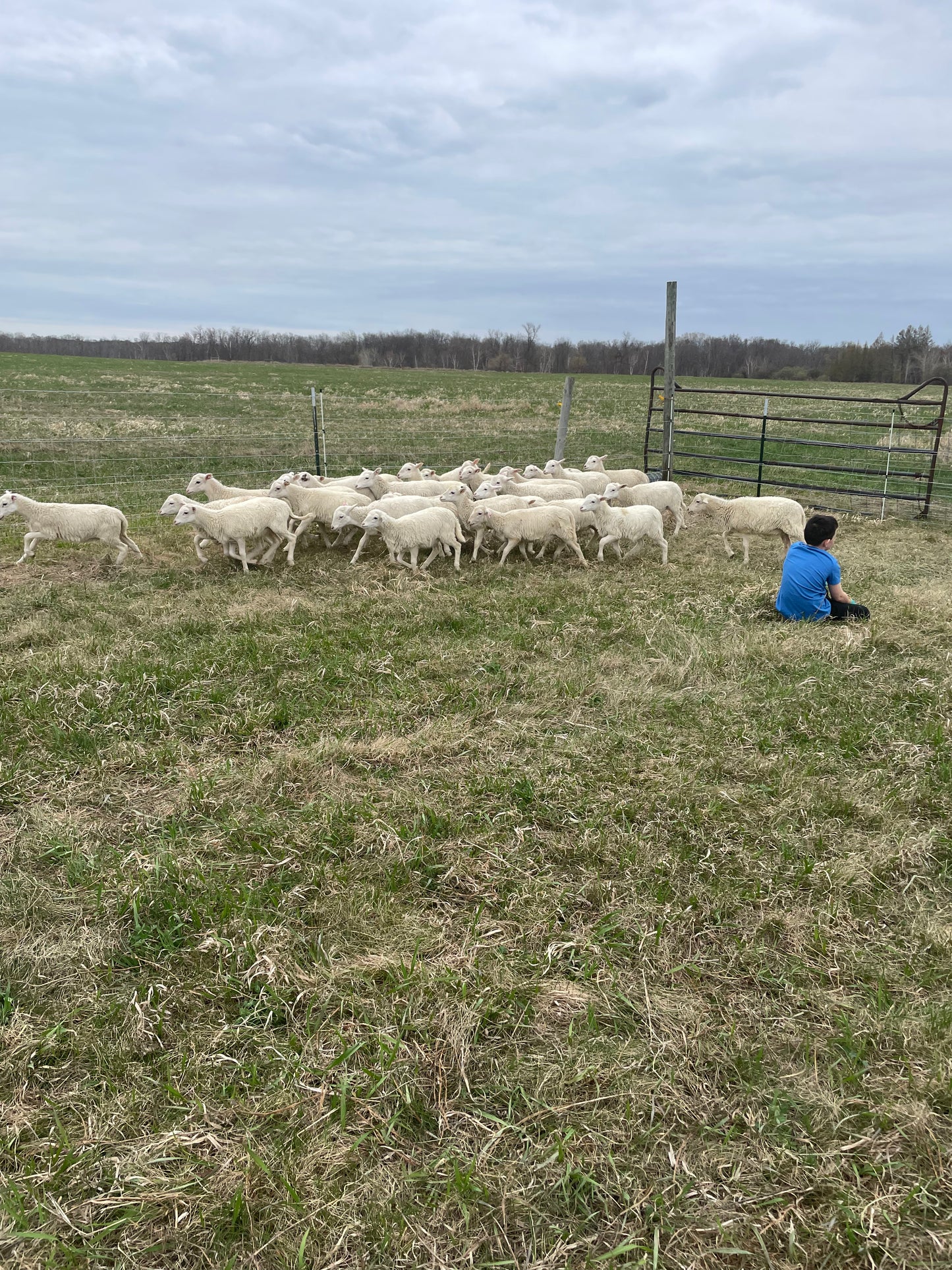 Lamb - ready for your custom processing