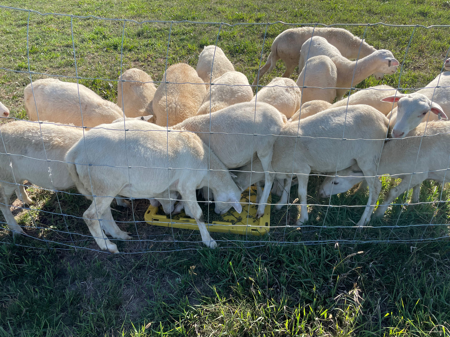 Lamb - ready for your custom processing