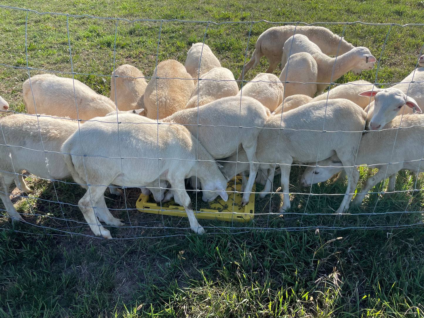 St. Croix registered breeding ram lamb