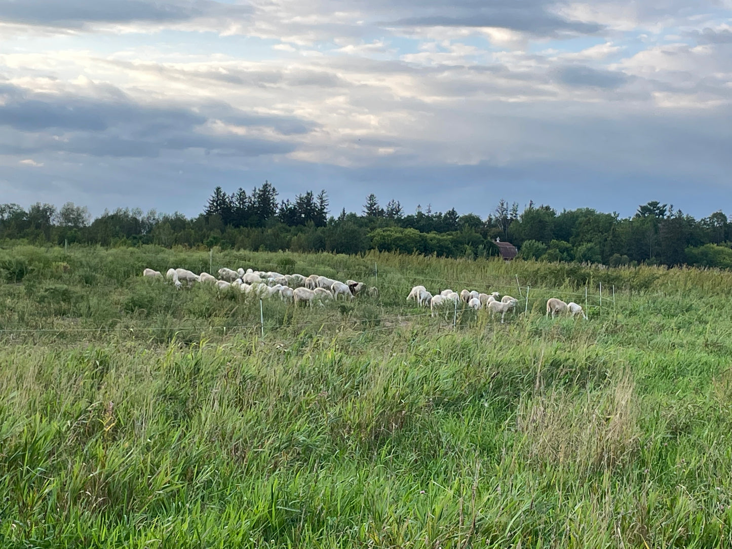 Lamb - ready for your custom processing