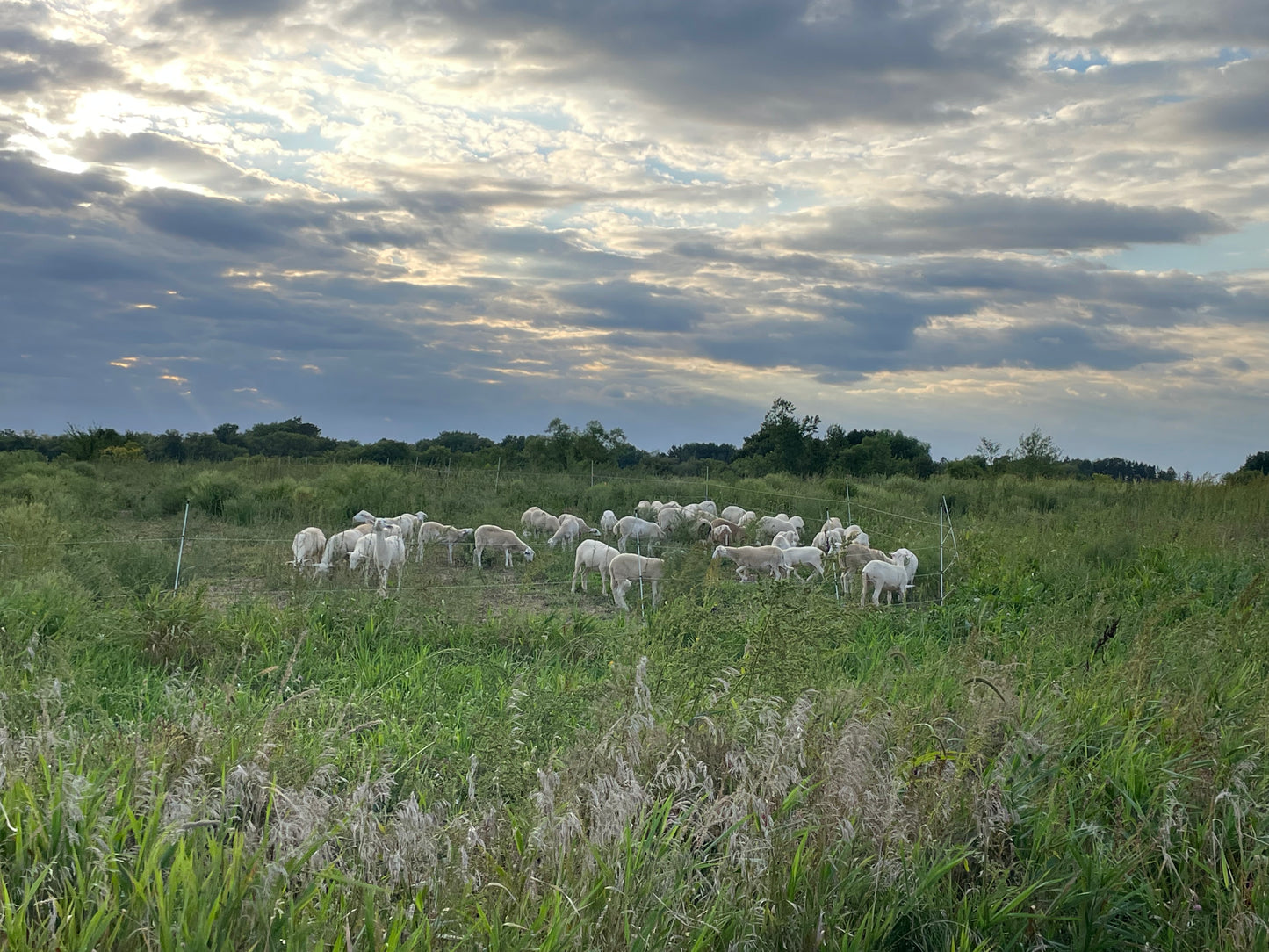 Lamb - ready for your custom processing