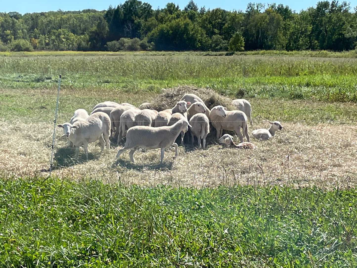 Lamb - ready for your custom processing